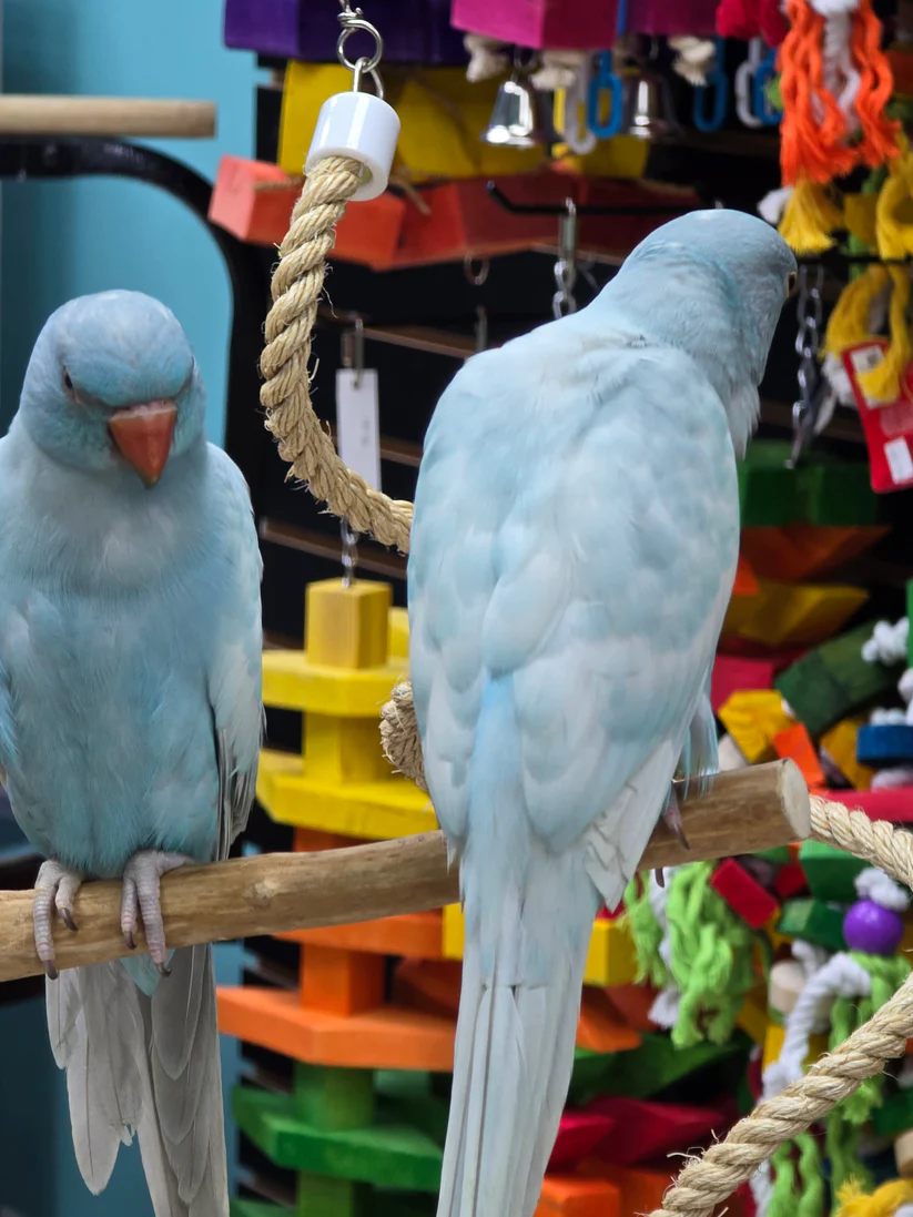 Harlequin Pied Blue Indian Ring Neck, hand fed parrots, tame exotic birds for sale, vaccinated parrots shipped worldwide, rare Indian Ring Neck parrots USA