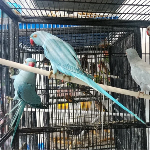 Indian Ring Neck Parrot - Blue/Cobalt