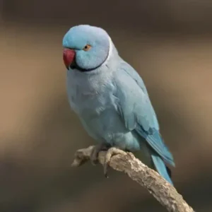Indian Ring Neck Parrot - Blue/Cobalt