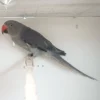 Indian Ring Neck Parrot - Grey