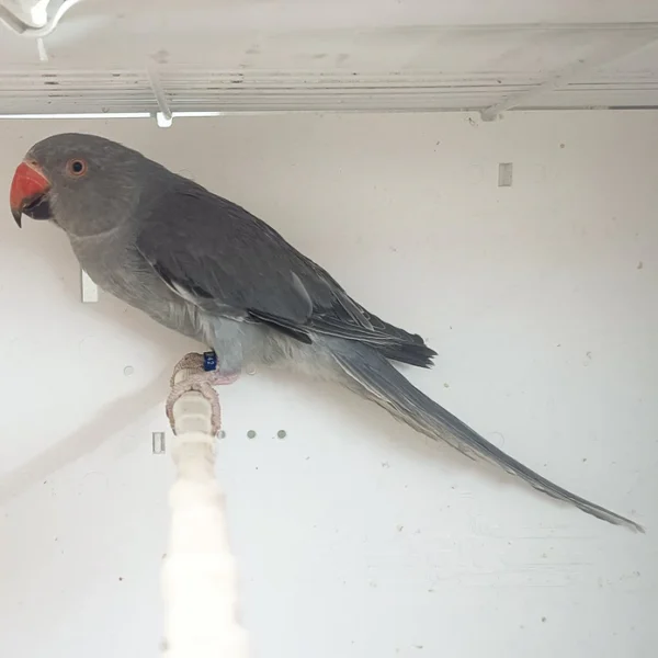 Indian Ring Neck Parrot - Grey