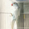 Indian Ring Neck Parrot - Harlequin Pied Blue