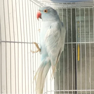 Indian Ring Neck Parrot - Harlequin Pied Blue