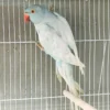 Indian Ring Neck Parrot - Harlequin Pied Blue