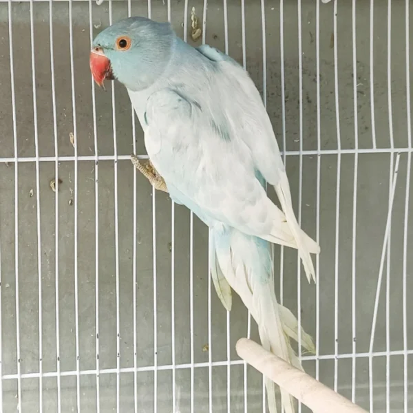 Indian Ring Neck Parrot - Harlequin Pied Blue