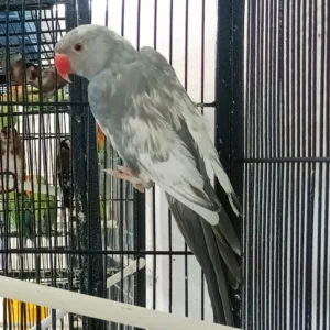 ndian Ring Neck Parrot, Harlequin Pied Grey, Hand Fed Parrots, Exotic Birds, Tamed Parrots for Sale, Domestic Parrot Shipping, International Bird Shipping, Vaccinated Parrots, Marcus Exotic Birds