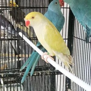 Indian Ring Neck Parrot - Harlequin Pied Yellow