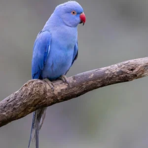 Indian Ring Neck Parrot - Violet