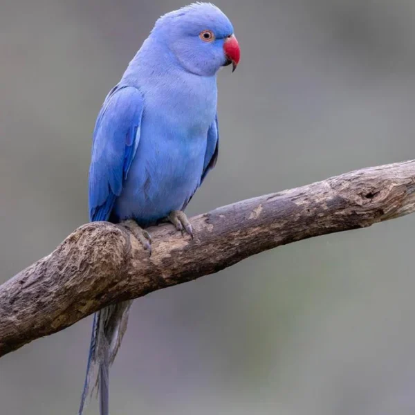 Indian Ring Neck Parrot - Violet