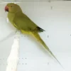 Indian Ring Neck Parrot - Yellow Oliver