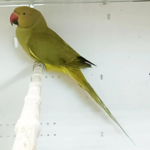 Indian Ring Neck Parrot - Yellow Oliver
