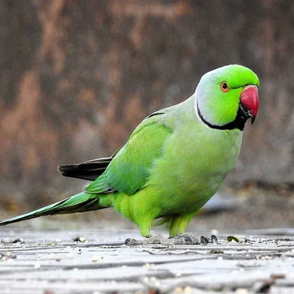 Indian Ring Neck Parrot - Green