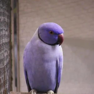 Indian Ring Neck Parrot - Lavender