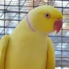 indian-ring-neck-yellow
