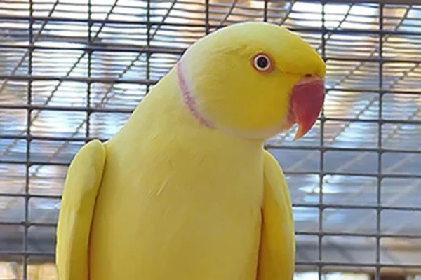 indian-ring-neck-yellow