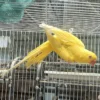 Indian Ring Neck Parrot - Yellow