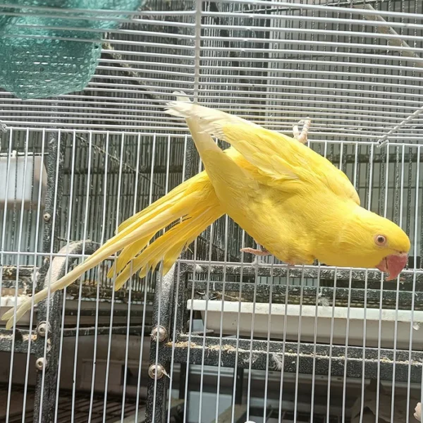 Indian Ring Neck Parrot - Yellow