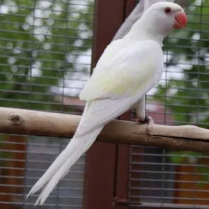 Indian Ring Neck Parrot - White/Yellow Cremino