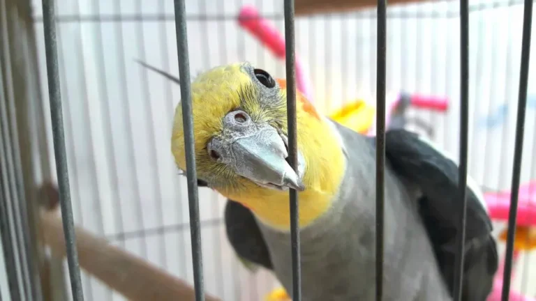 Amazon parrots, Pionus parrots, Cockatiels, Green-cheeked conures, Beginner birds, Exotic parrots, Pet birds for beginners, Todd Marcus Birds Exotic, Bird boarding, Bird food