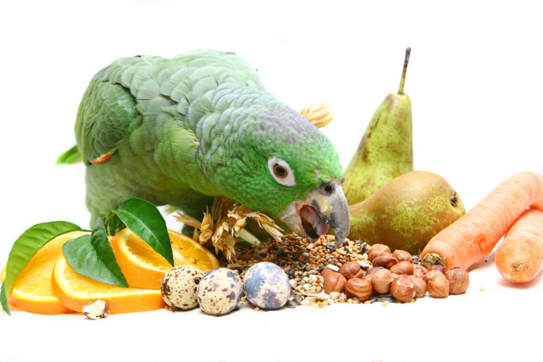 Bird food, exotic bird food, parrot diet, bird pellets, bird seeds, fruits for parrots, vegetables for birds, parrot treats, lorikeet food, Todd Marcus Birds Exotic