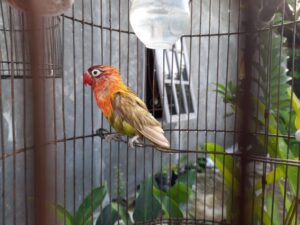 bird ownership mistakes, exotic bird care, parrot diet, parrot perches, parrot cages, pet bird toys, responsible bird care, new bird owners, parrot grooming, exotic bird store