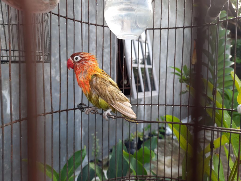 bird ownership mistakes, exotic bird care, parrot diet, parrot perches, parrot cages, pet bird toys, responsible bird care, new bird owners, parrot grooming, exotic bird store