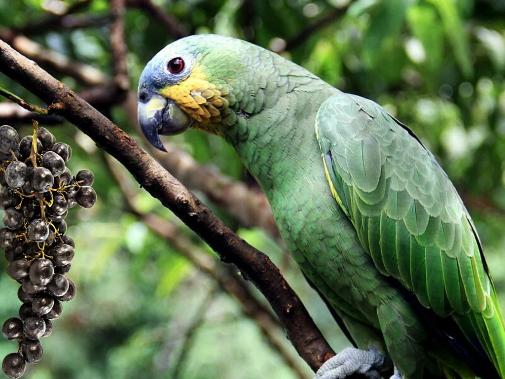 parrot hormonal season, parrot breeding behavior, parrot diet, exotic bird care, parrot treats, bird travel cages, parrot health tips, Todd Marcus Birds Exotic