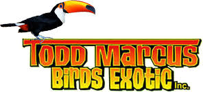 todd marcus birds exotic, buy exotic macaws birds, thebirdstore, macaws birds exotic, buy exotic birds,