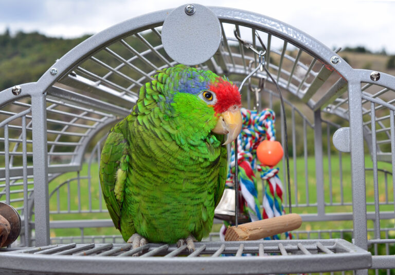 parrot cages, large bird cages, indoor bird cages, walk-in aviary cage, playtop bird cage, stainless steel bird cage, powder-coated steel bird cage, heavy-duty bird cage, bird cage with stand, rolling bird cage, bird cage for macaws, cage for African Grey parrot, cage for conures, cockatiel bird cage, budgie bird cage, bird cage perches, parrot playtop stand, bird cage trays, bird toy hooks, secure cage locks, how to choose a parrot cage, bird cage buying guide for exotic birds, what size bird cage does my parrot need, how to measure bird cage for parrot, parrot cage safety features explained, stainless steel vs powder-coated bird cages, best bird cage materials for parrots, ideal bar spacing for exotic birds, bird cage size chart by species, features to look for in a bird cage, how big should a parrot cage be, best bird cage for indoor parrots, how to choose a safe bird cage for my exotic bird, buy parrot bird cage online, best large bird cages for parrots, durable bird cages for sale, affordable bird cages for exotic bird owners, premium bird cage with playto